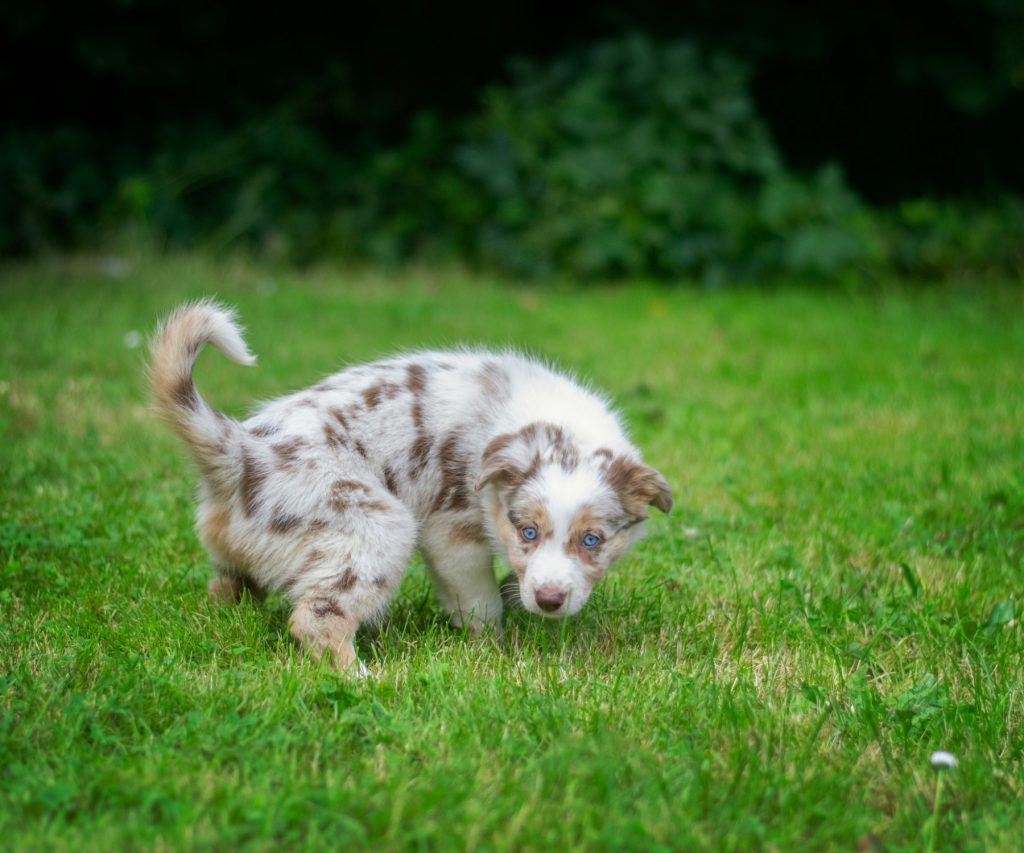 cucciolo fa pipì in casa