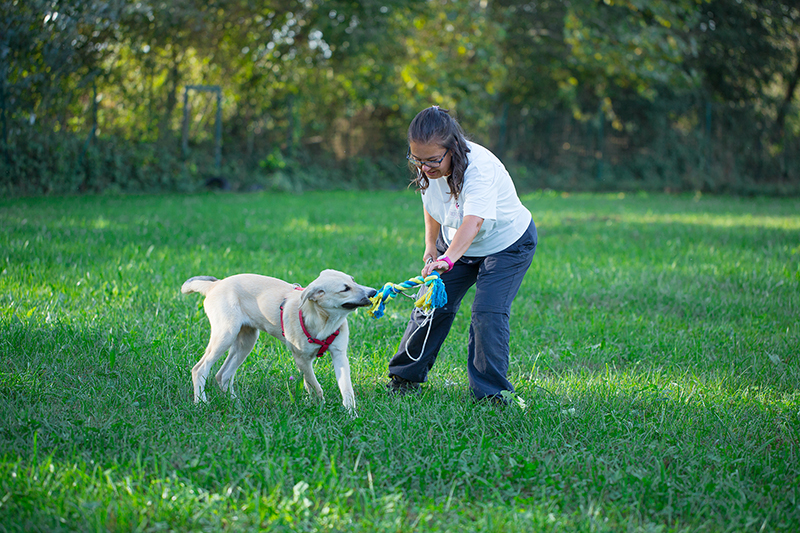 calmare cane agitato reattivo