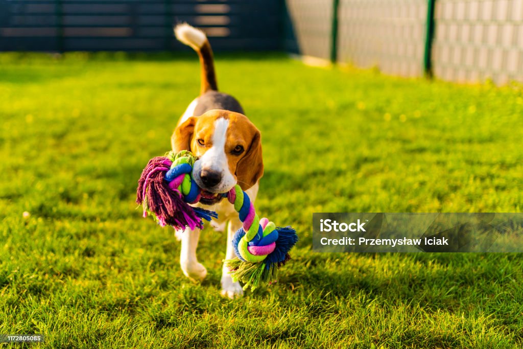 giochi all'aperto col cane