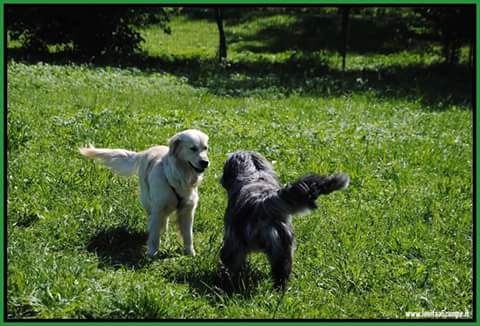 Il mio cane è aggressivo come calmarlo