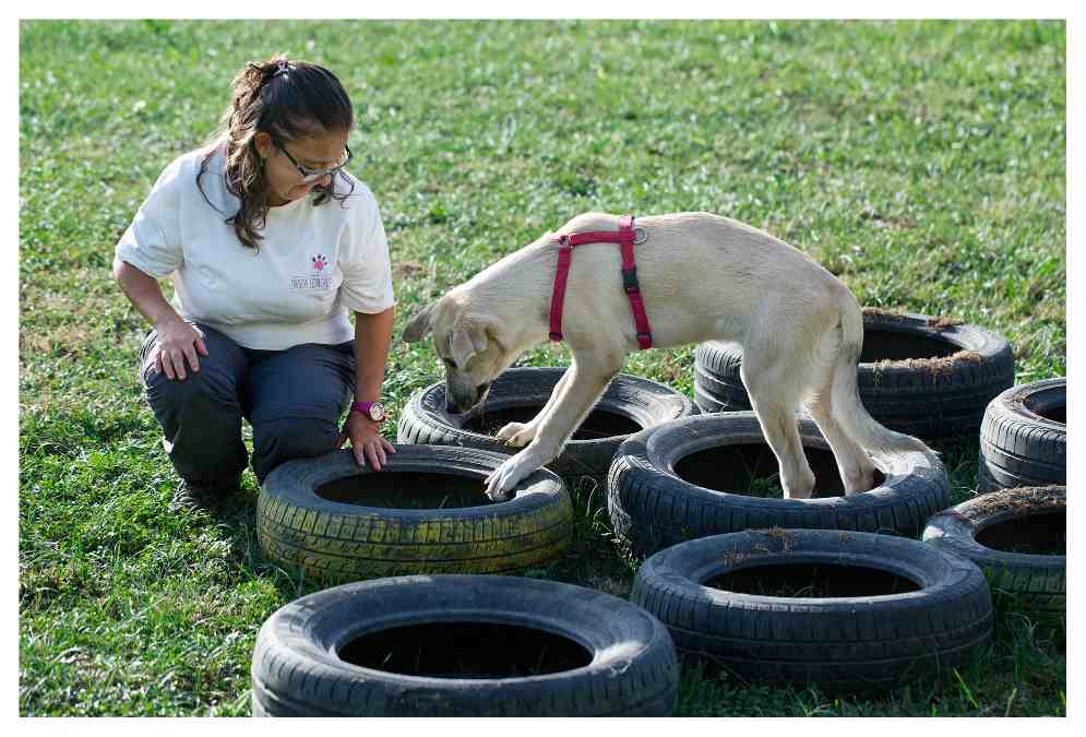 come educare un cucciolo di cane?